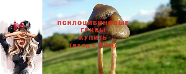 прущие грибы Алексеевка